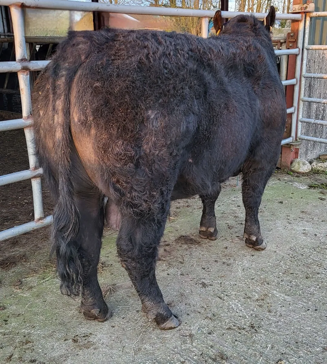 Pedigree Registered Angus Bull - Image 2