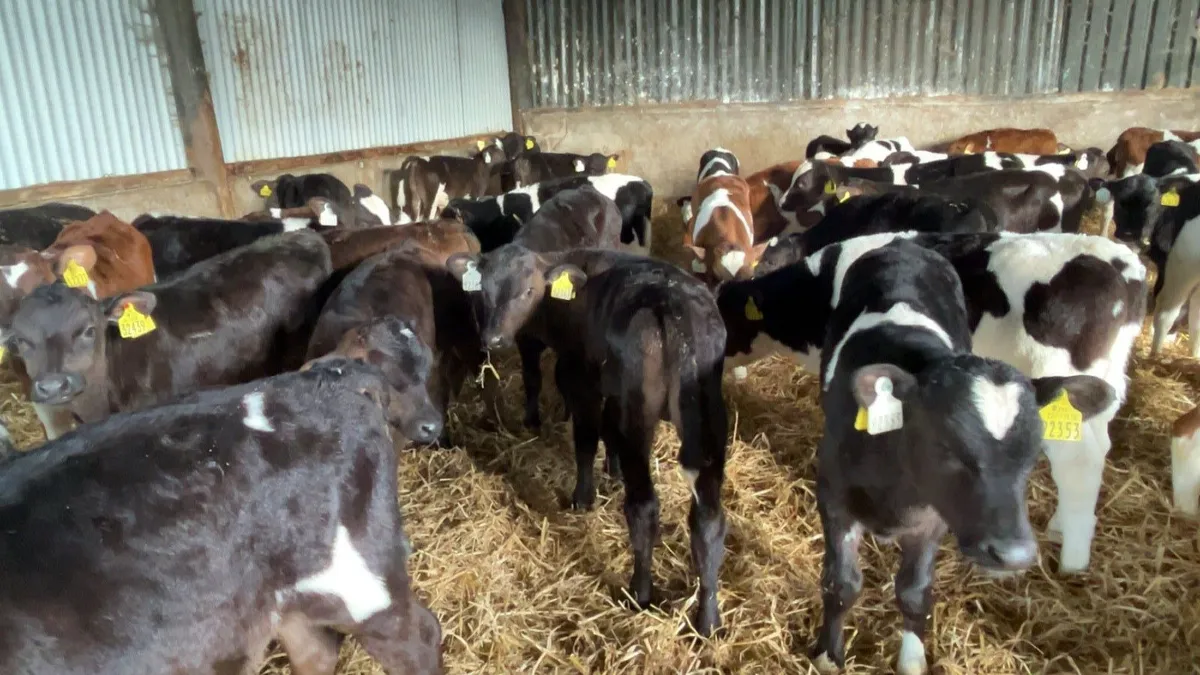 strong fr bull calves - Image 1