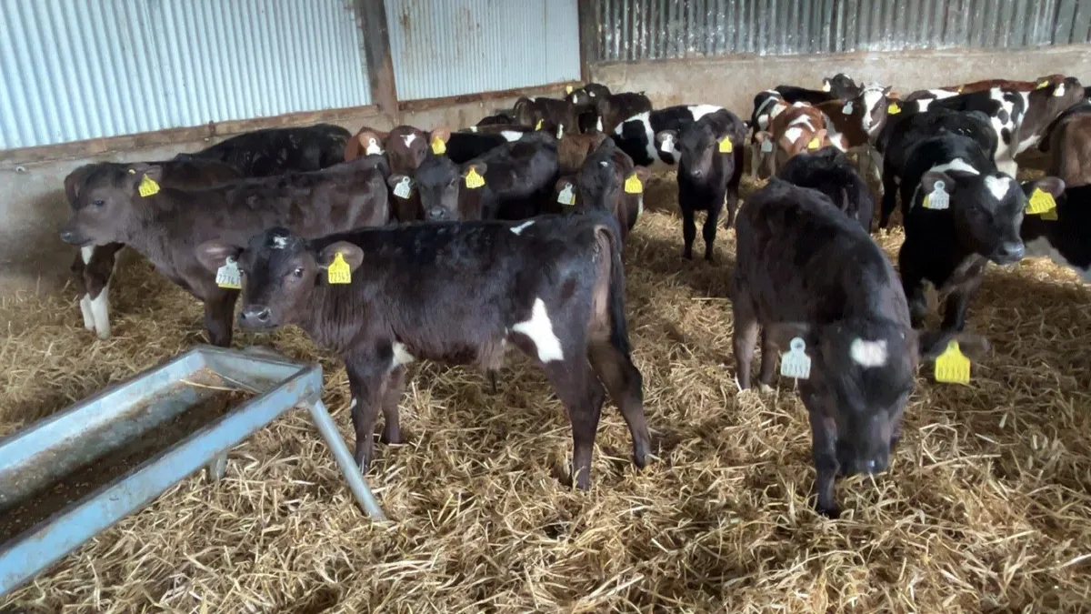 strong fr bull calves - Image 3