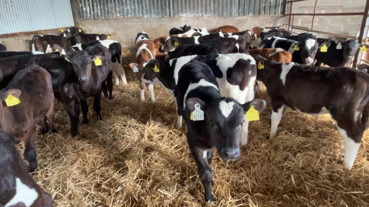 strong fr bull calves - Image 2