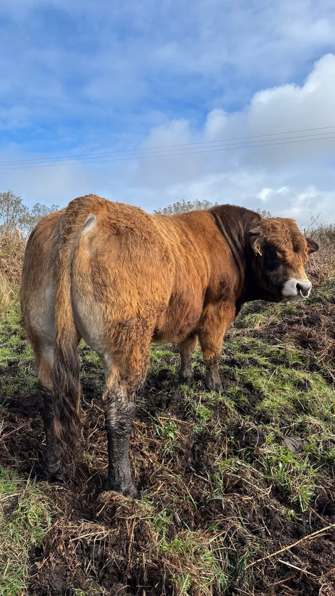 Aubrac bulls - Image 1