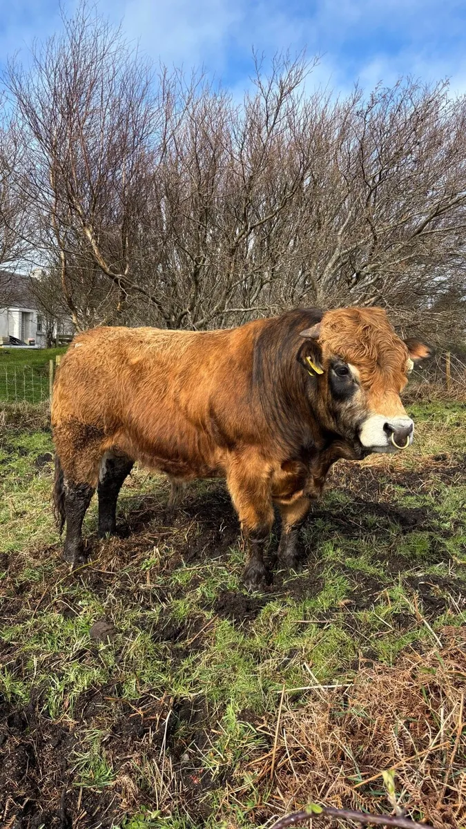 Aubrac bulls - Image 2
