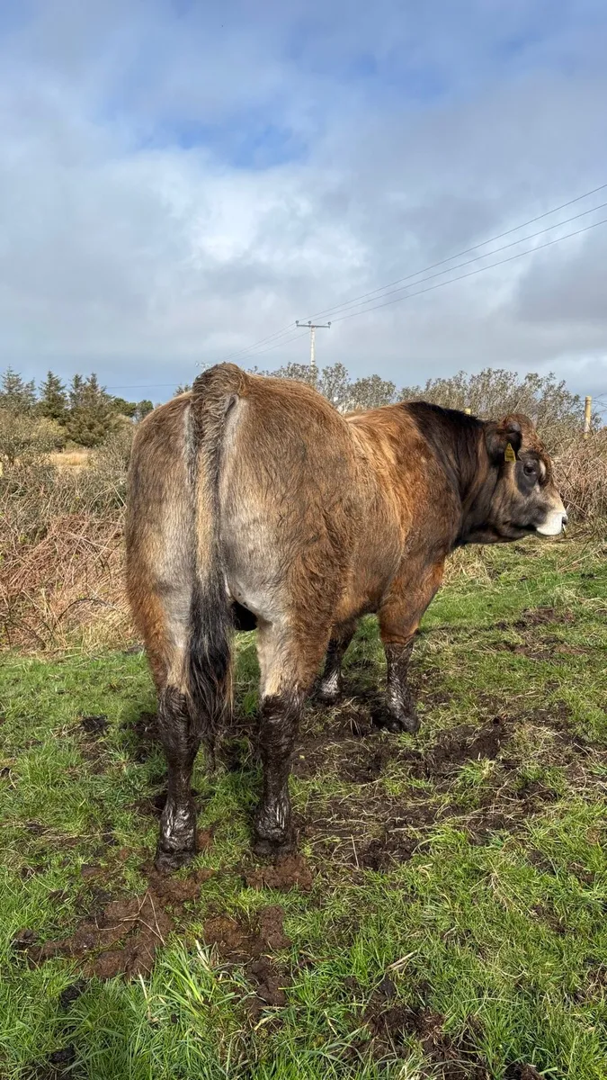 Aubrac bulls - Image 3