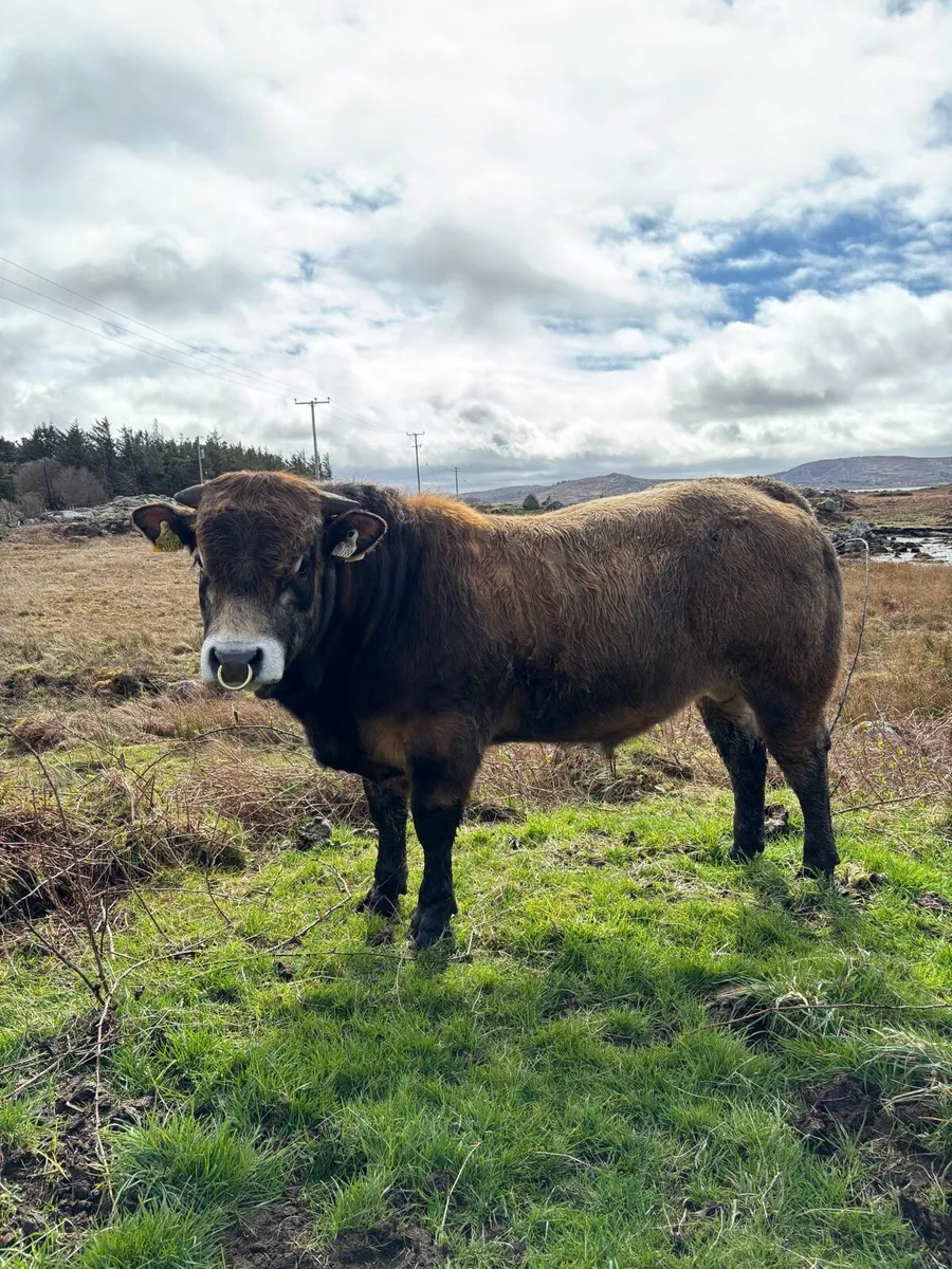 Aubrac bulls - Image 4