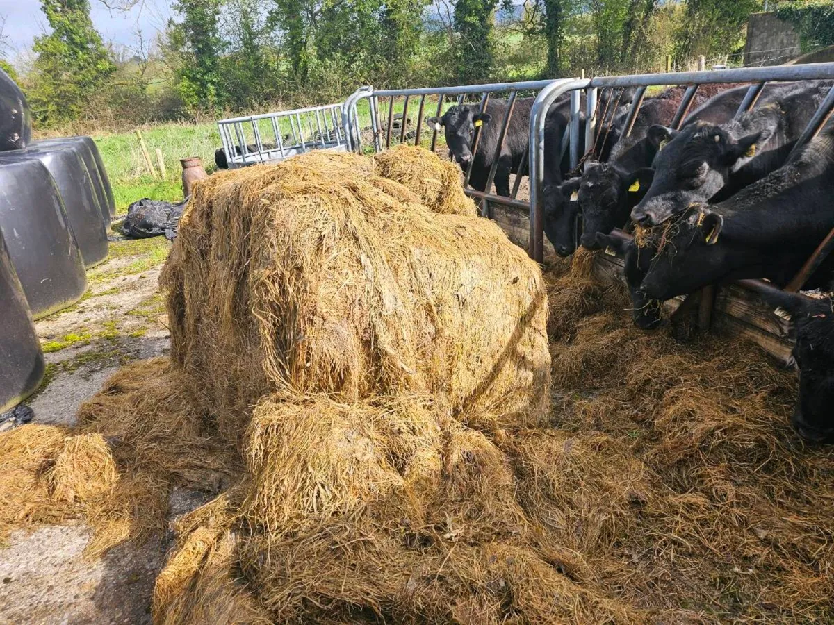 Silage bales - Image 2