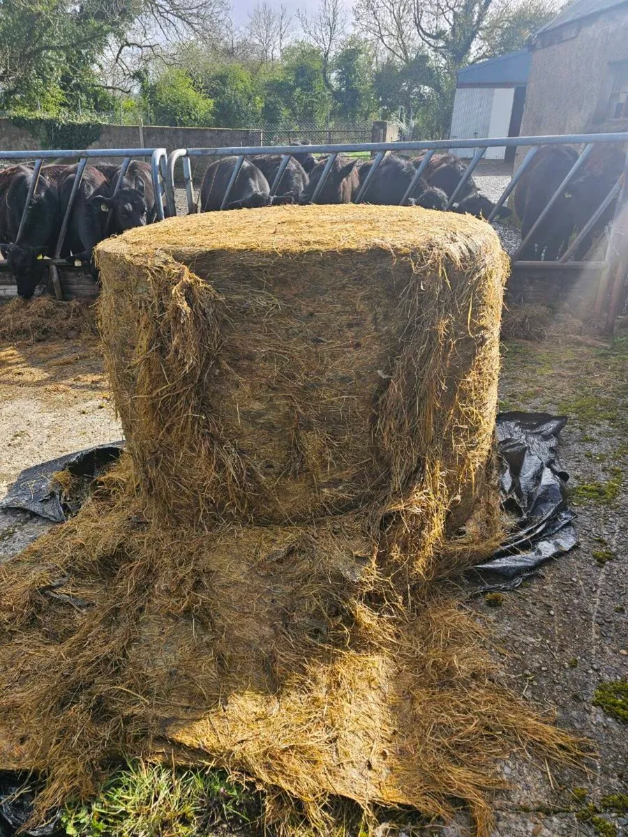 Silage bales - Image 3