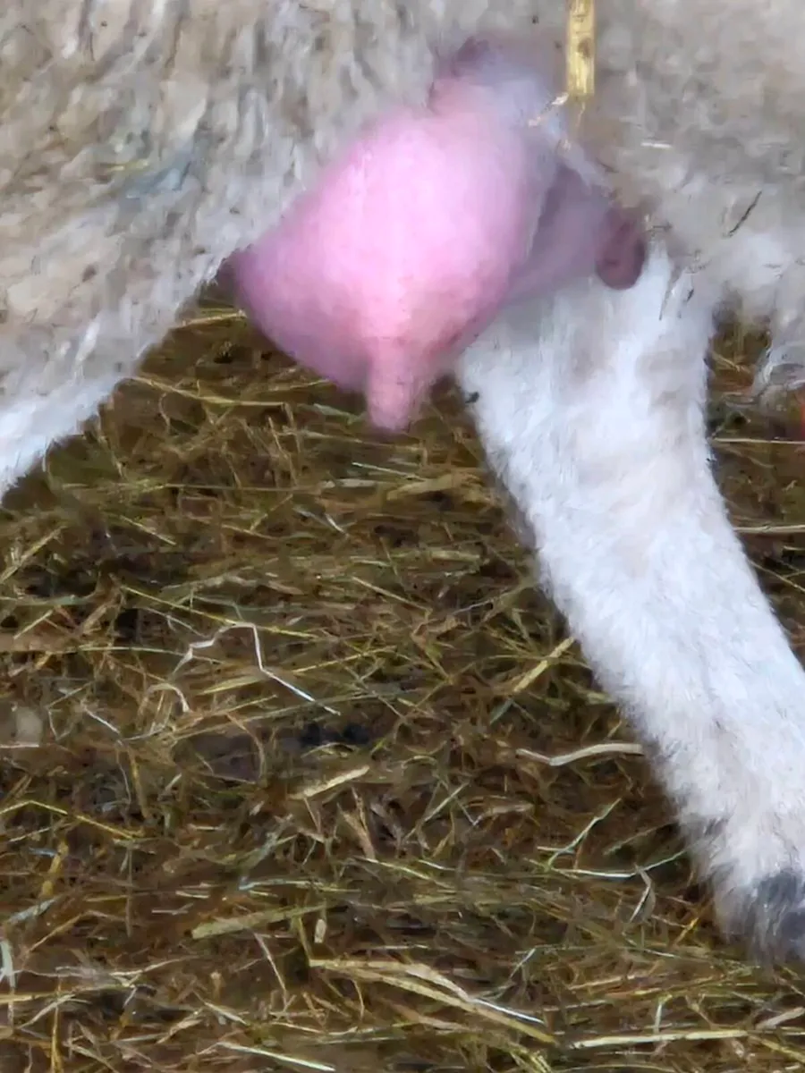 Foster ewe - Image 1