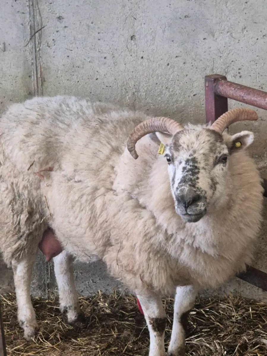 Foster ewe - Image 2