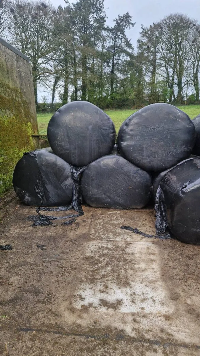 Silage bales - Image 2