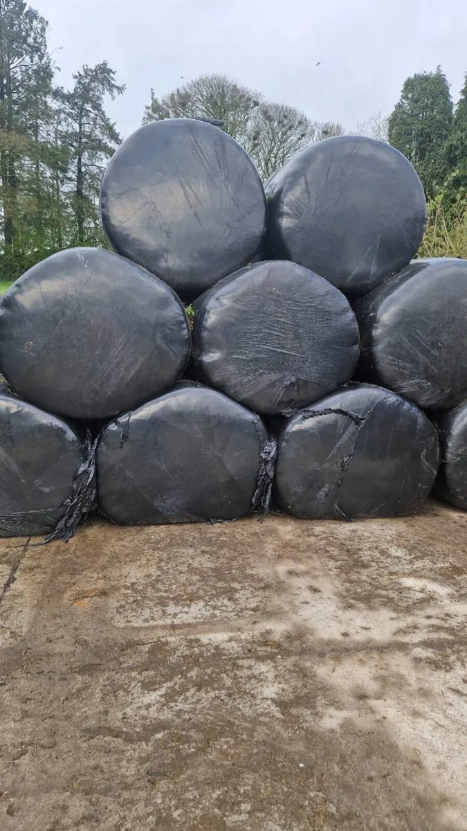 Silage bales - Image 3
