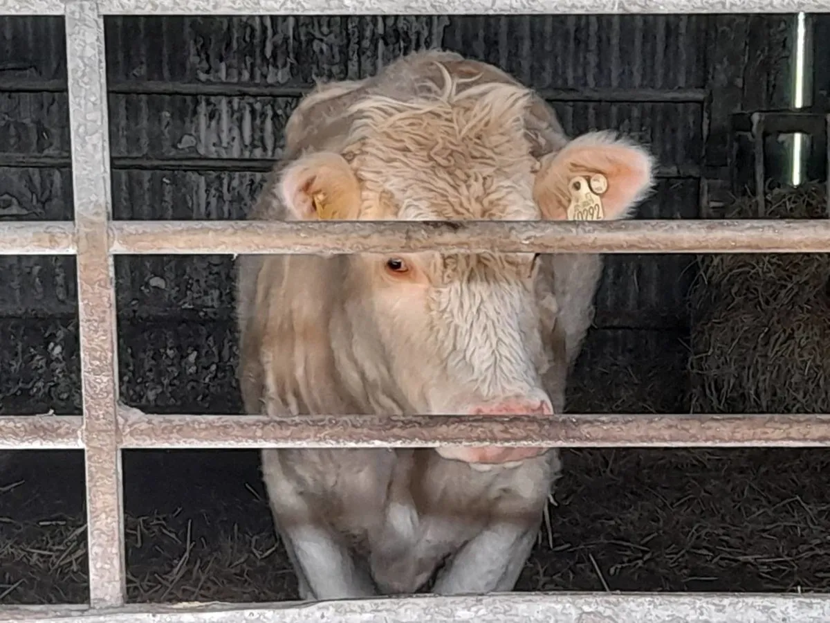 ✨️Heifer CHX✨️ - Image 1