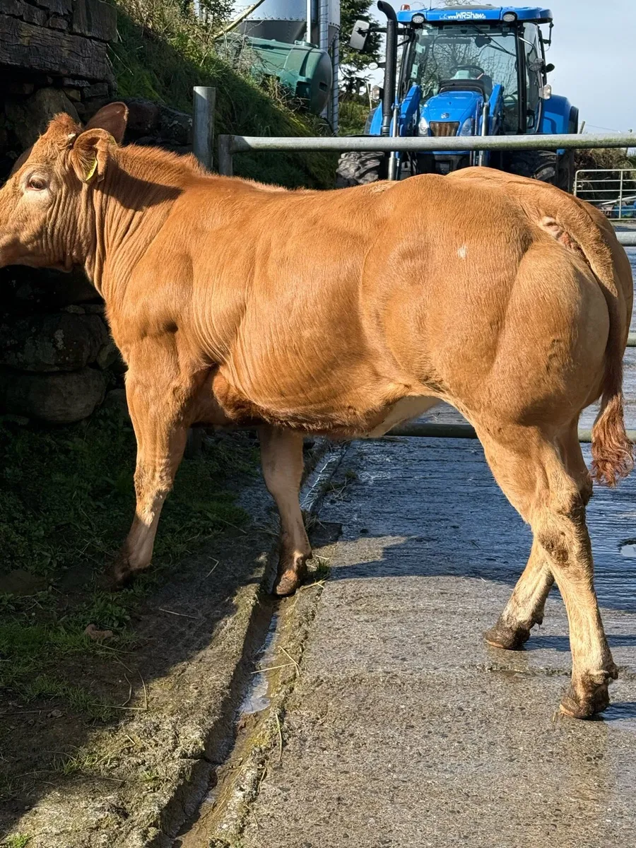 Top class heifer - Image 1