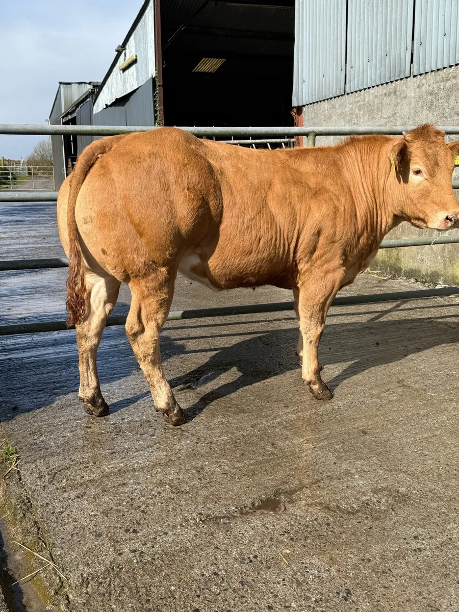 Top class heifer - Image 2