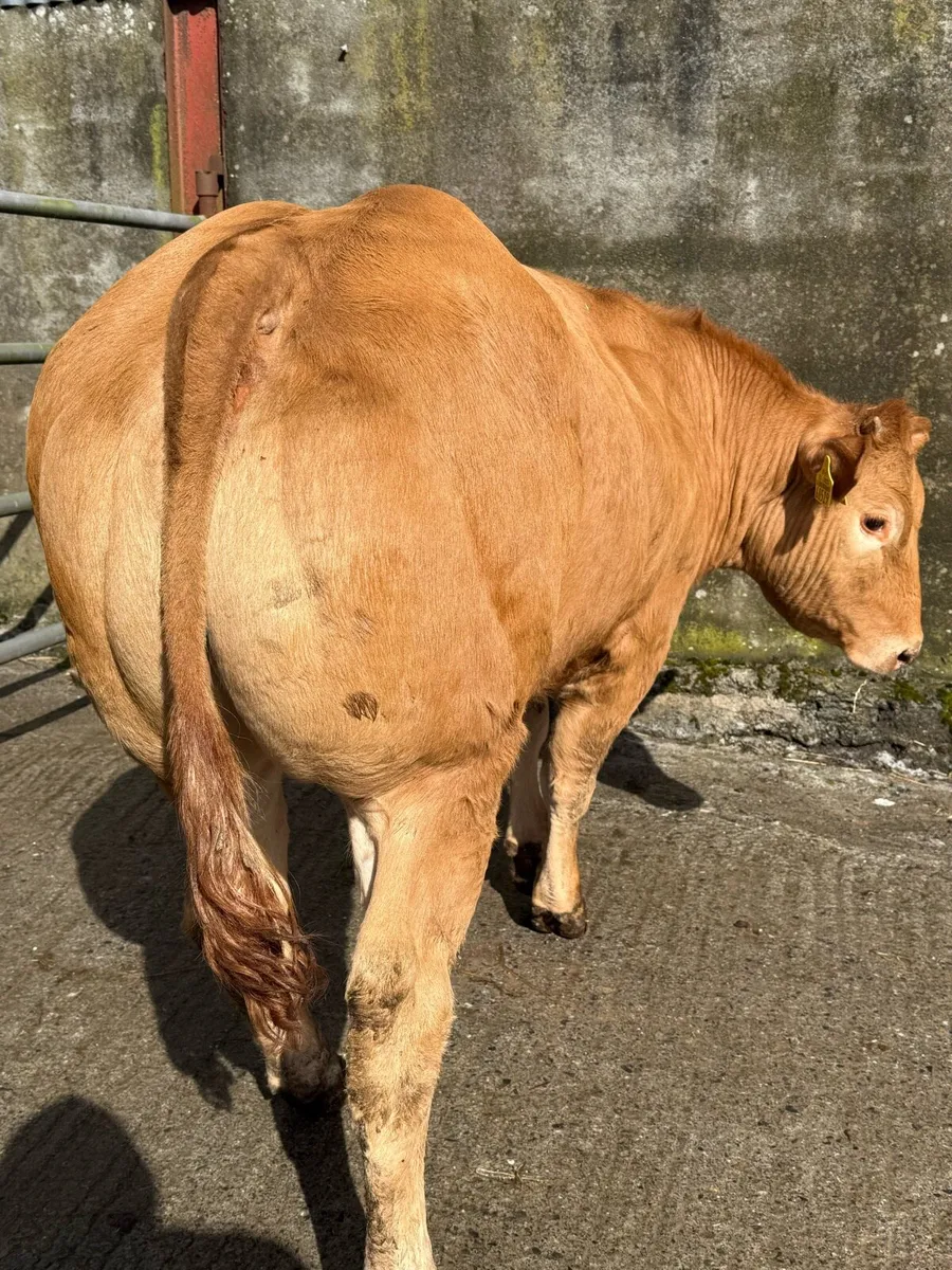 Top class heifer - Image 3