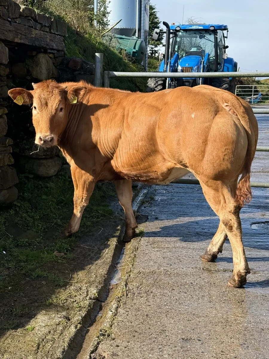 Top class heifer - Image 4