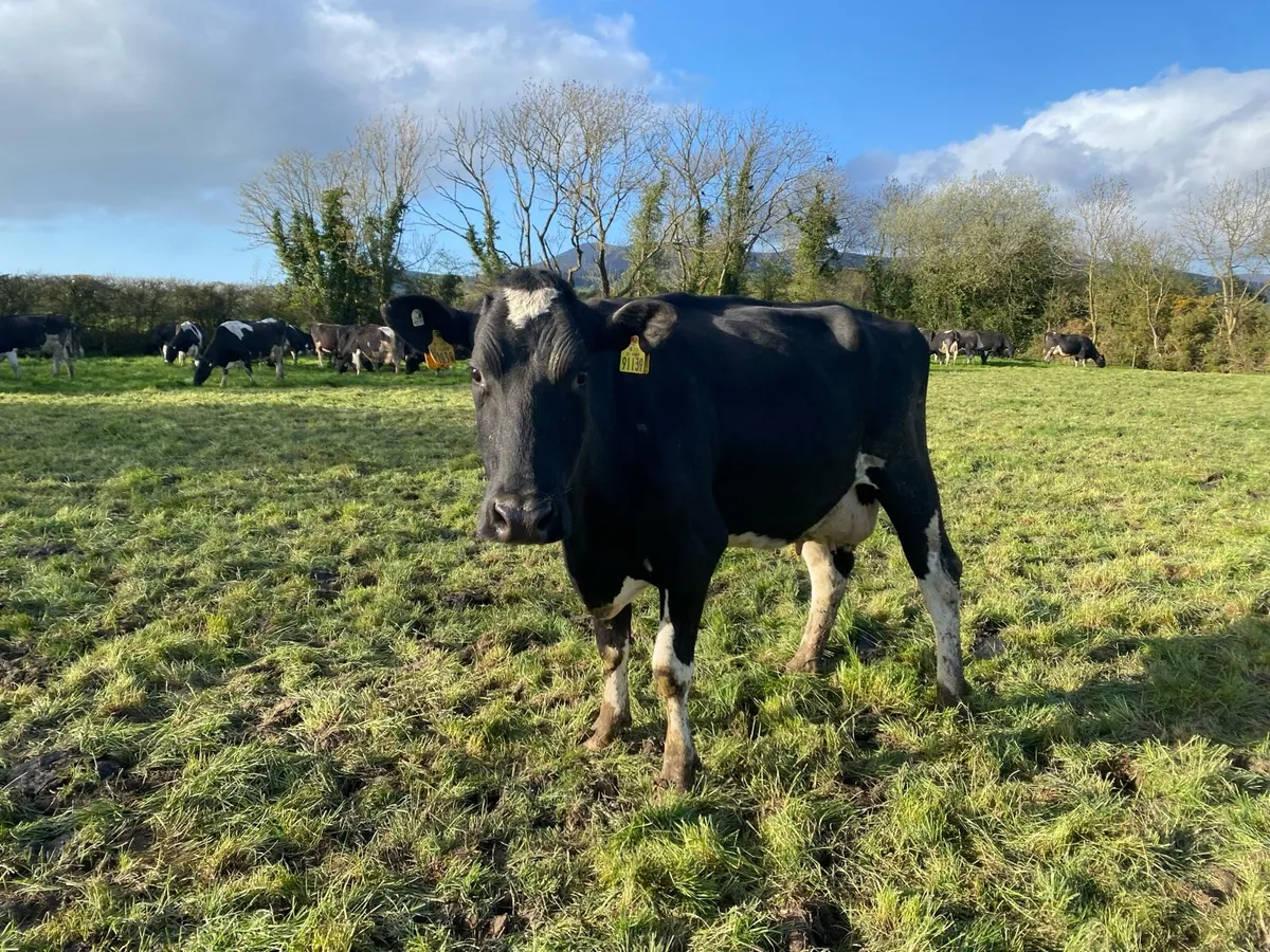 14 Milking cows - Image 3