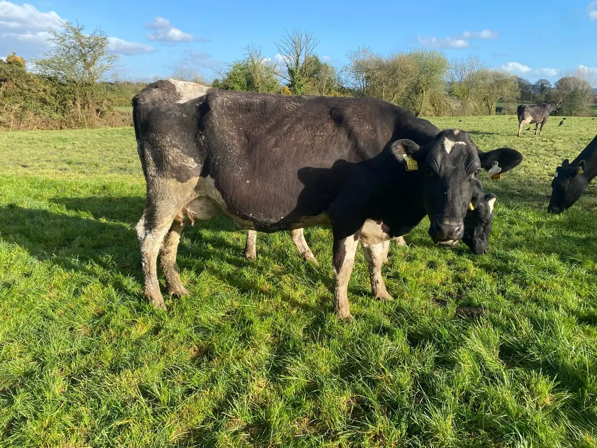 14 Milking cows - Image 4