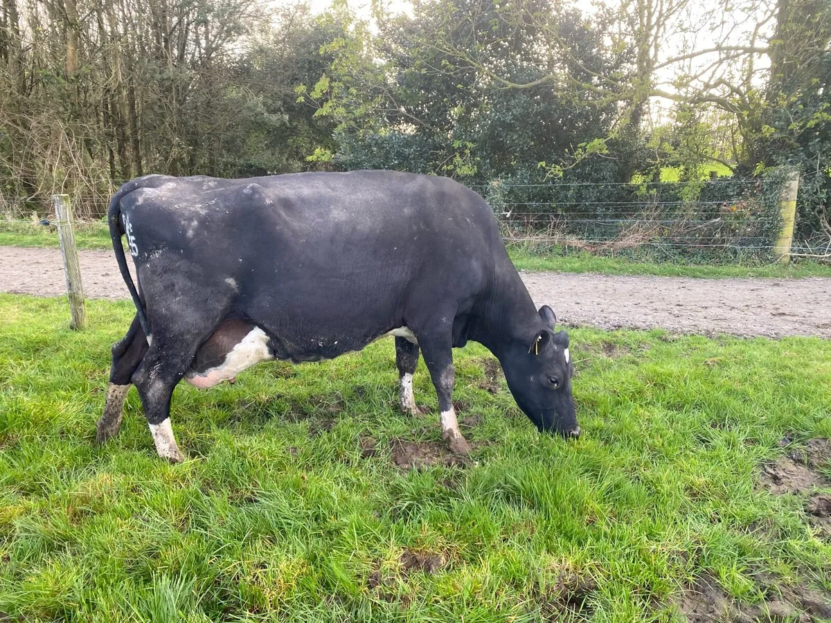 14 Milking cows - Image 1