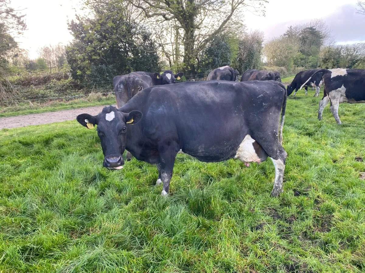 14 Milking cows - Image 2