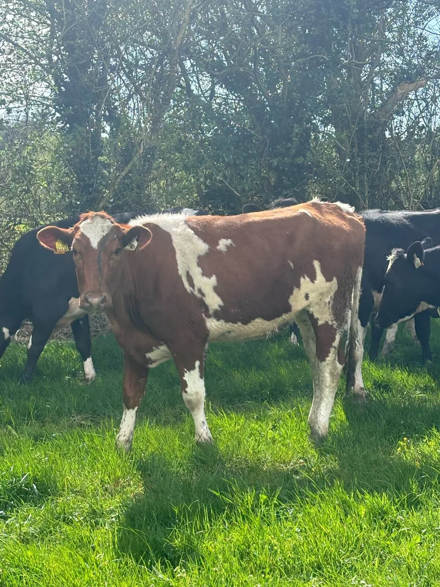 Friesian heifers - Image 1