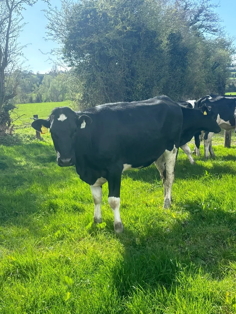 Friesian heifers - Image 2