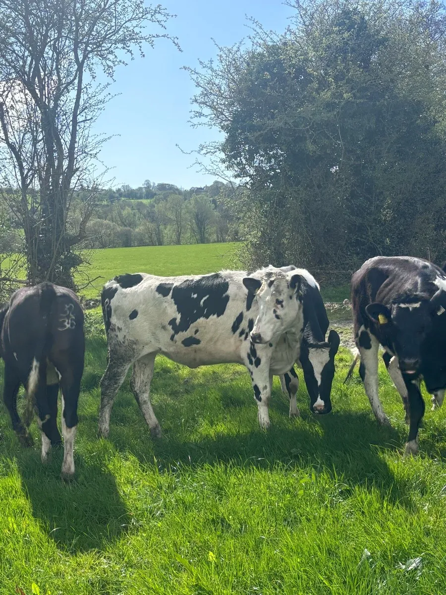 Friesian heifers - Image 3