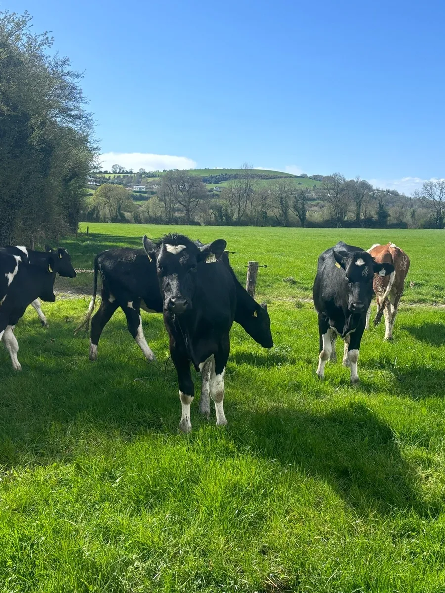 Friesian heifers - Image 4