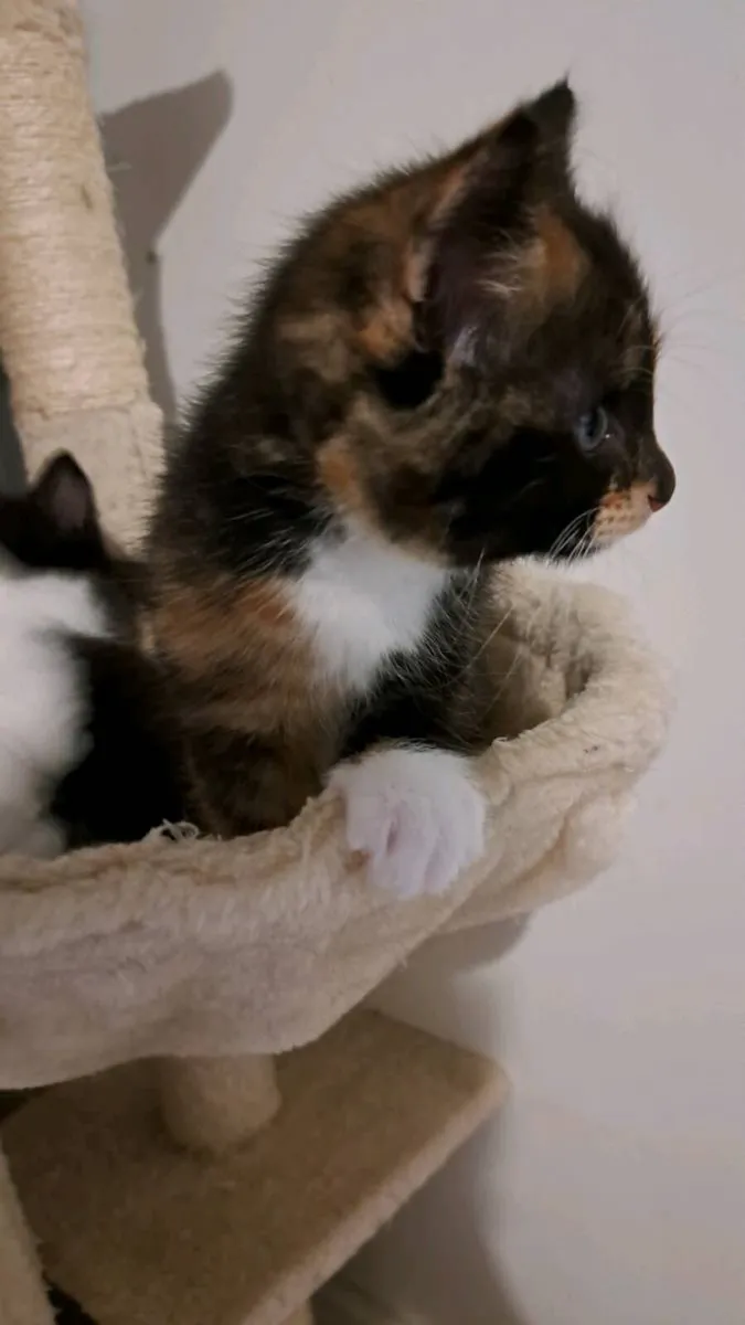 Kittens - Image 3