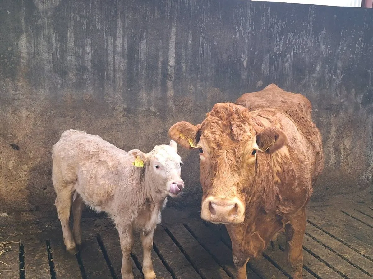 Cow and calf - Image 1