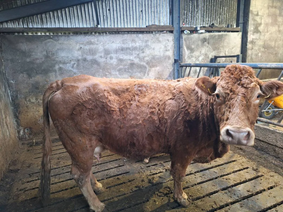 Cow and calf - Image 3