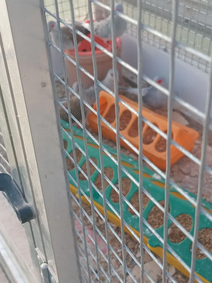 Diamond doves - Image 1