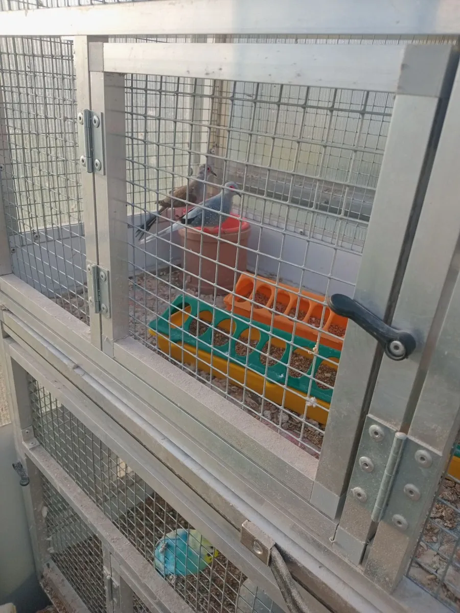 Diamond doves - Image 2