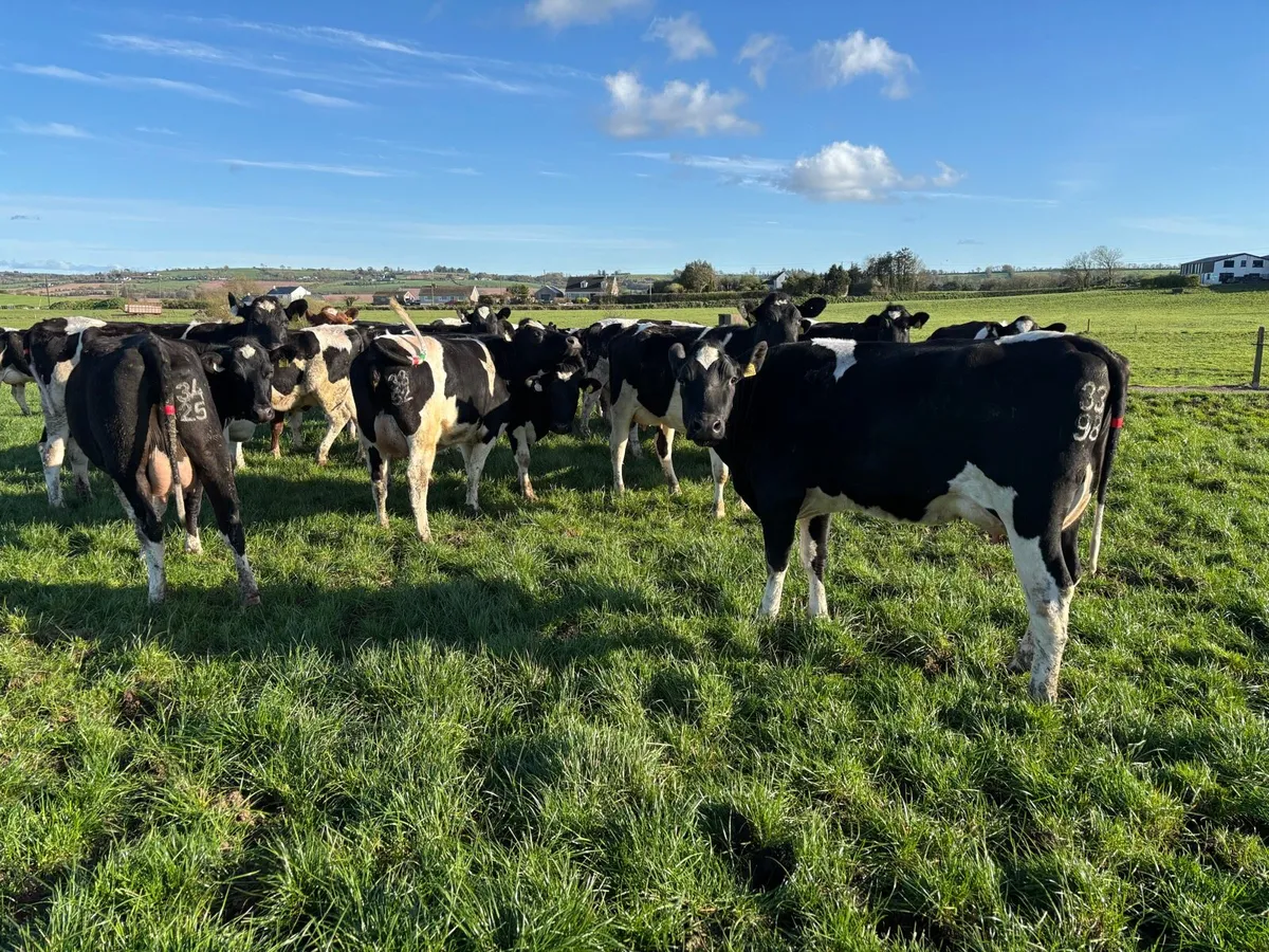 Calved Friesian Heifers - Image 1