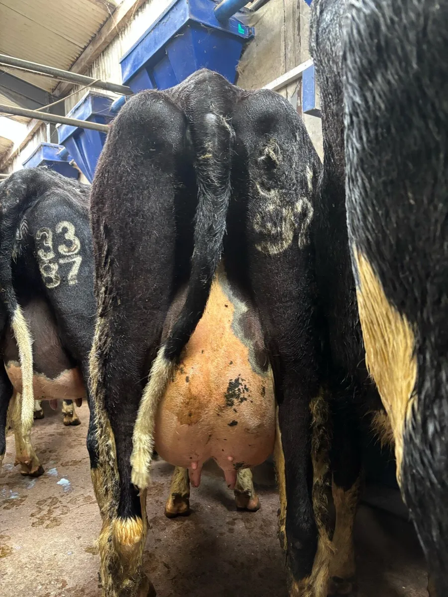 Calved Friesian Heifers - Image 2