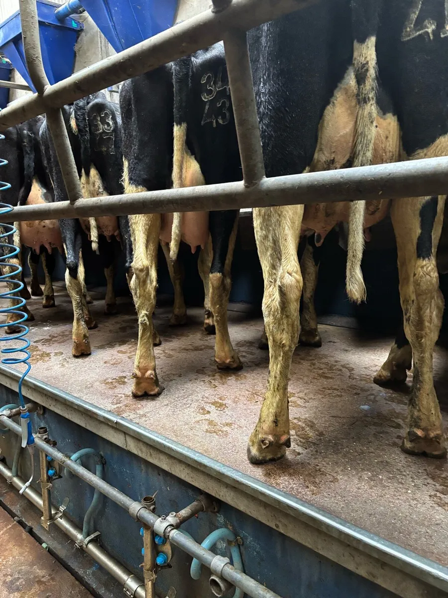 Calved Friesian Heifers - Image 3