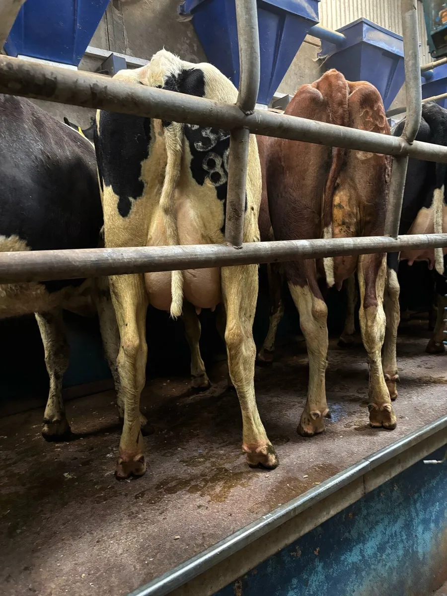 Calved Friesian Heifers - Image 4