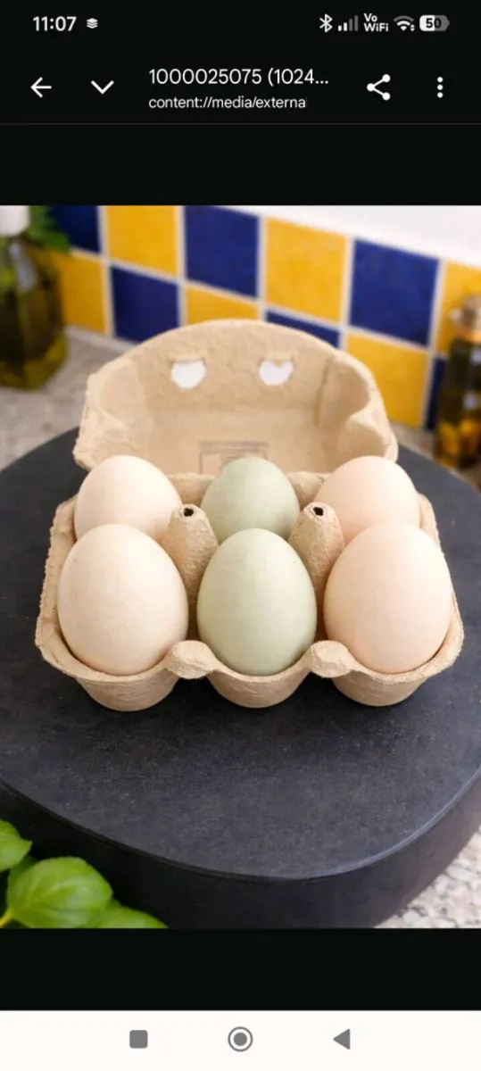 Duck and hen eggs from free roaming ducks and hens