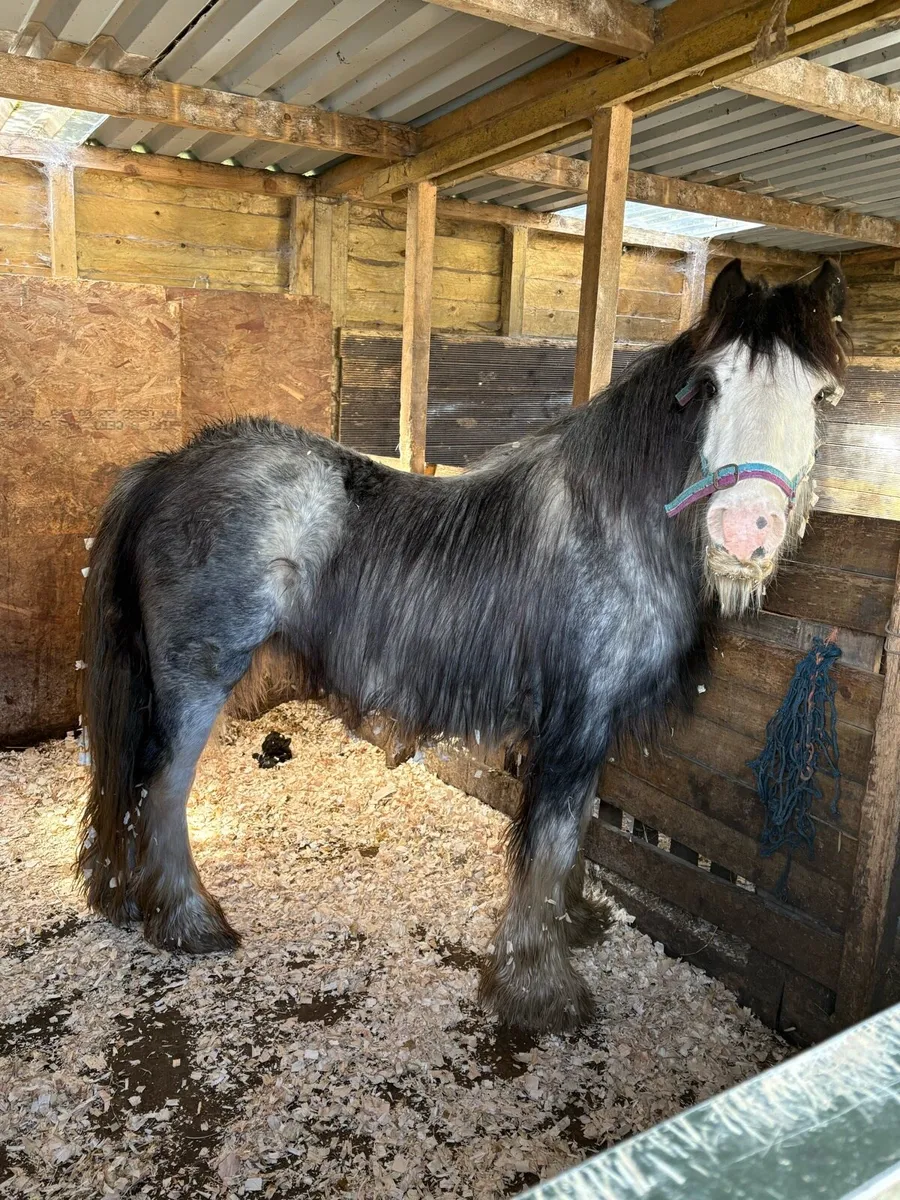 Stunning heavy blue/roan Traditional Cob - Image 1