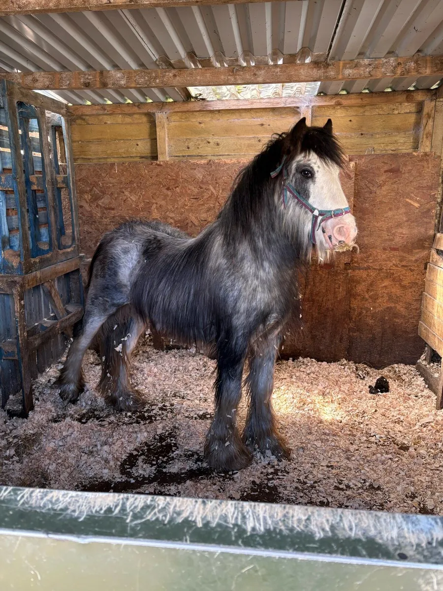 Stunning heavy blue/roan Traditional Cob - Image 2