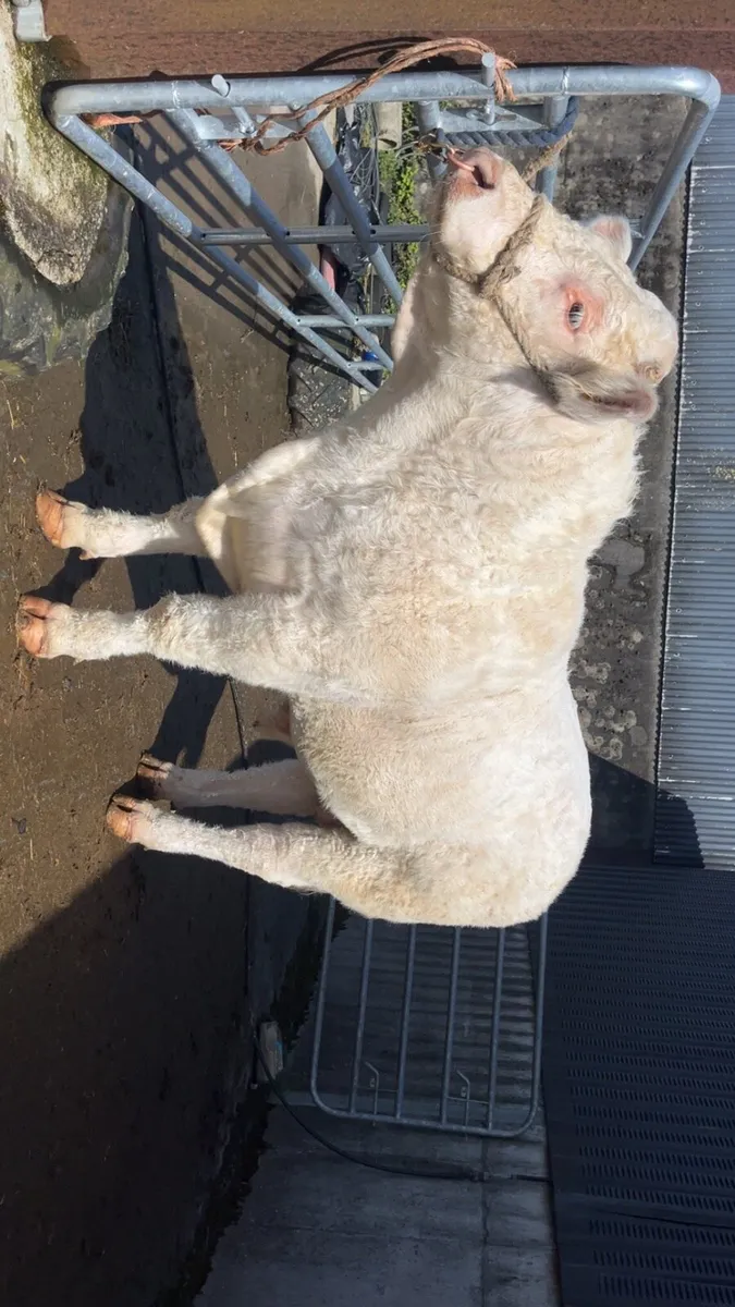 Charolais Bull - Image 1