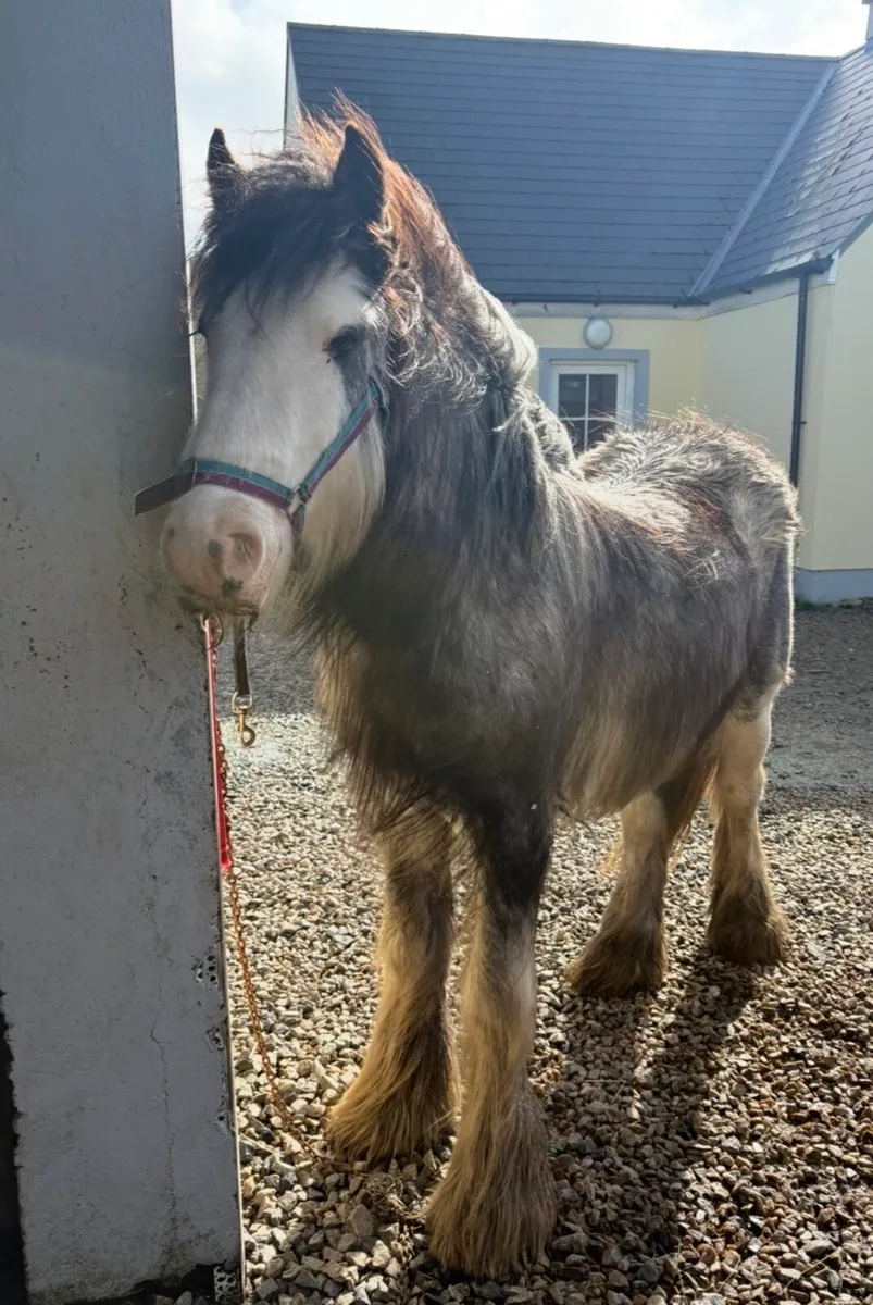 Stunning heavy blue/roan Traditional Cob - Image 4