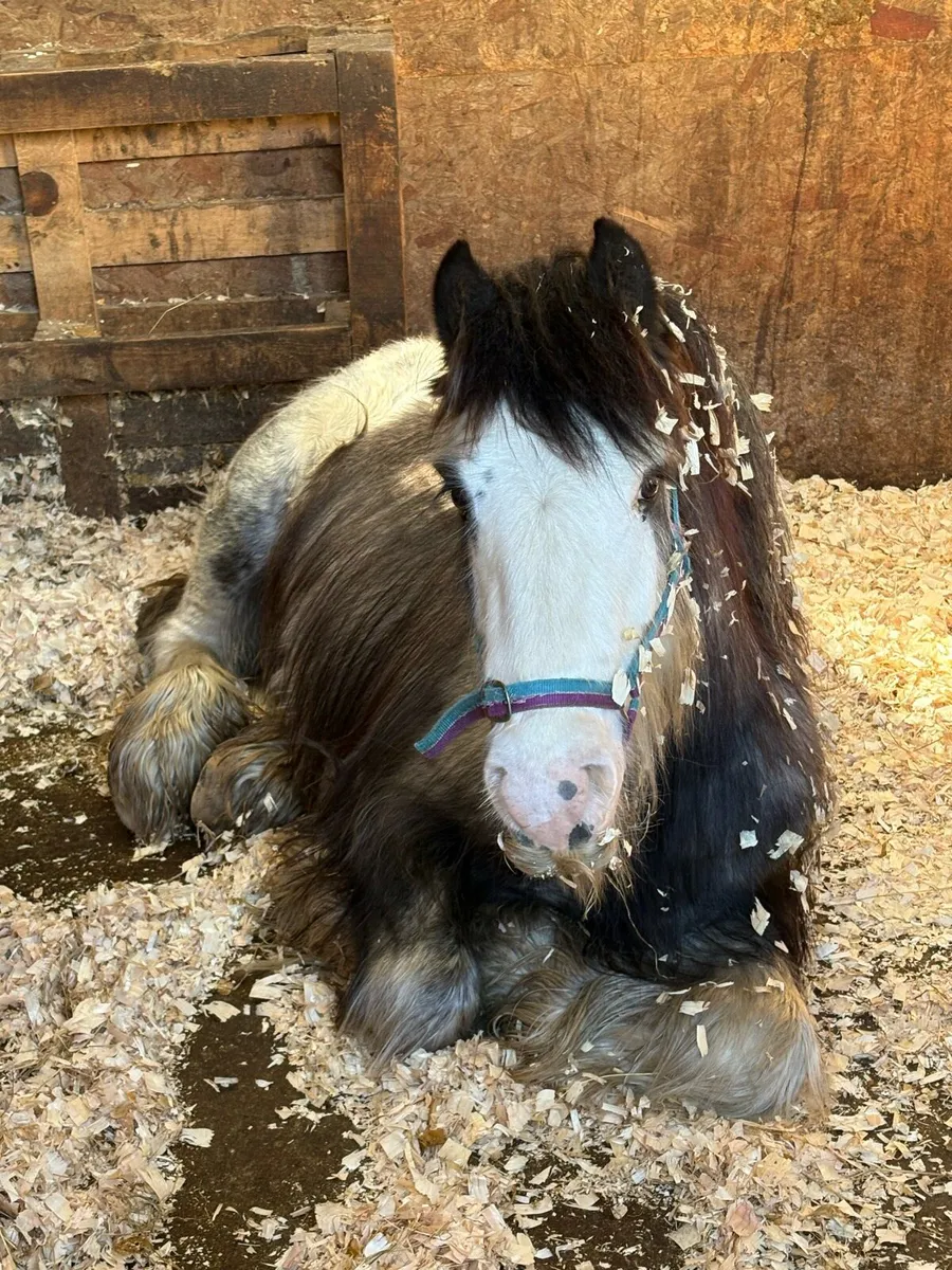 Stunning heavy blue/roan Traditional Cob - Image 3