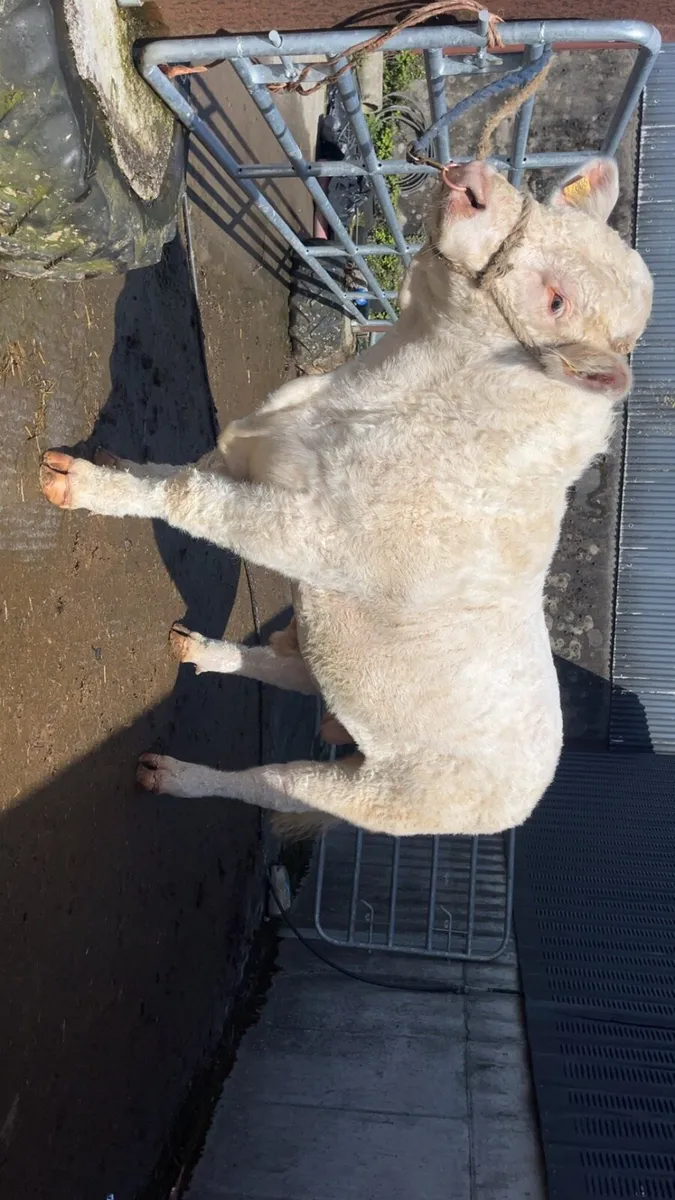 Charolais Bull - Image 2