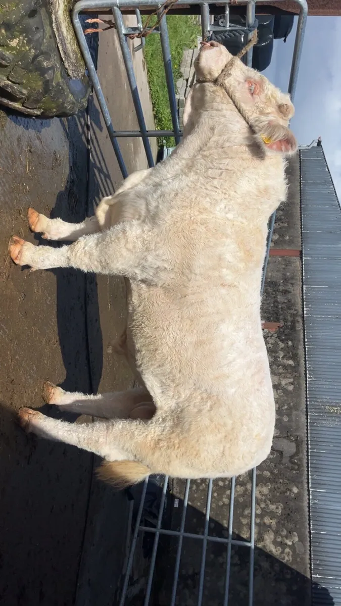 Charolais Bull - Image 3