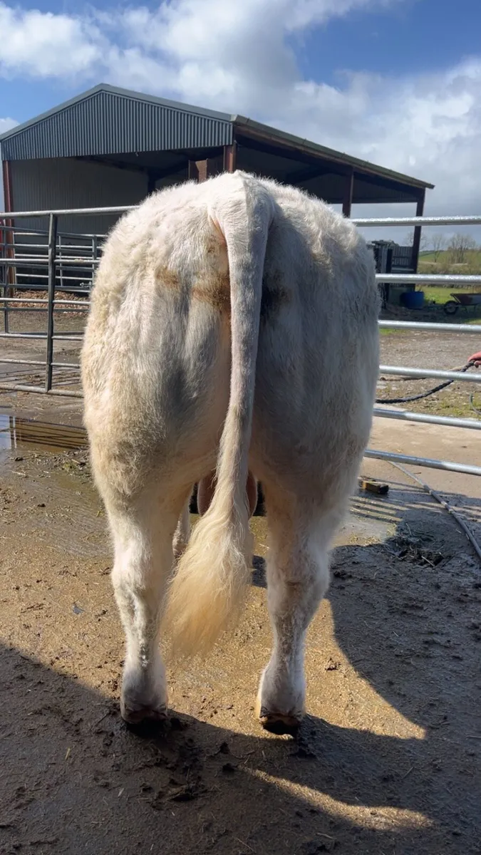 Charolais Bull - Image 4