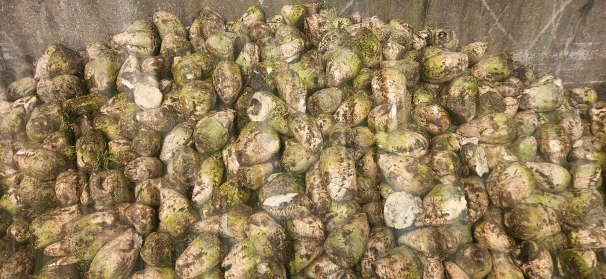 Sugar beet - Image 1