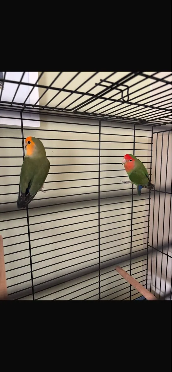 Love Birds