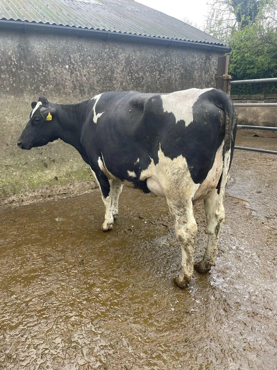 Freshly calved heifers - Image 1