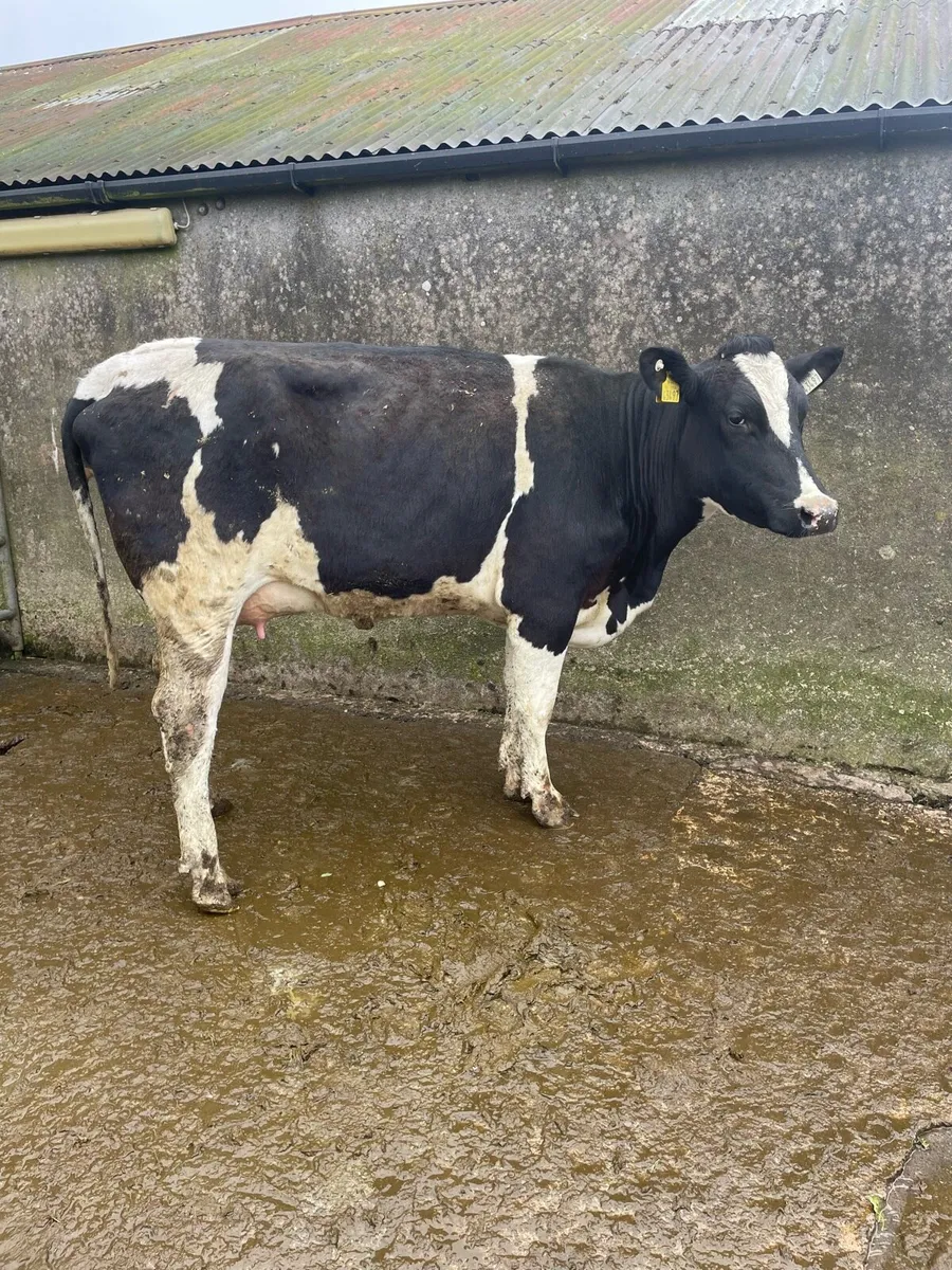 Freshly calved heifers - Image 2
