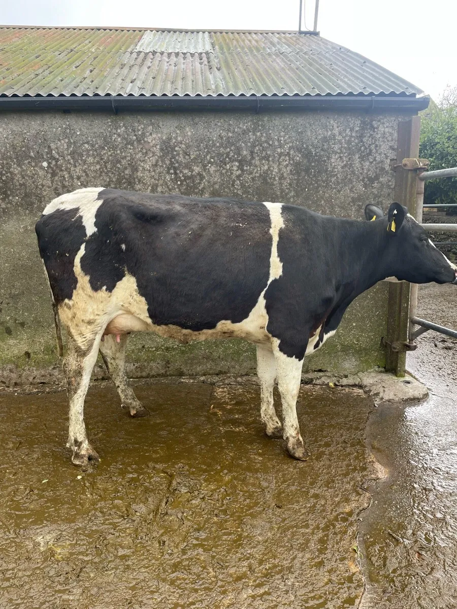 Freshly calved heifers - Image 3